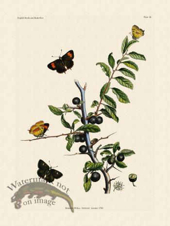 Wilkes Butterflies 025